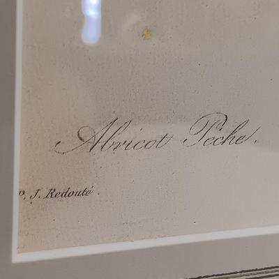 LOT 64: Framed Pierre-Joseph Redouté 'Abricot Pêche' Print