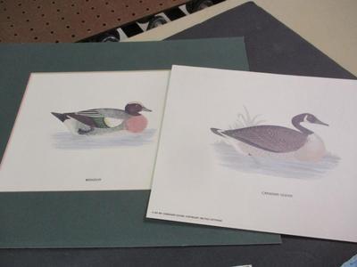 Travel Guides Bird Pictures Marbles
