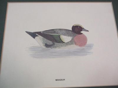 Travel Guides Bird Pictures Marbles