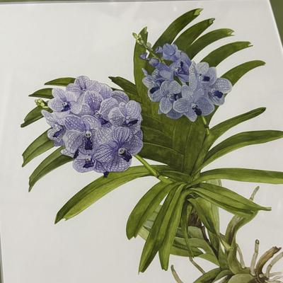 Linda Walsh Petchnik Framed Orchid Watercolor Prints (PB-HS)