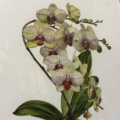 Linda Walsh Petchnik Framed Orchid Watercolor Prints (PB-HS)