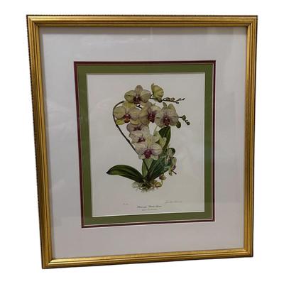 Linda Walsh Petchnik Framed Orchid Watercolor Prints (PB-HS)