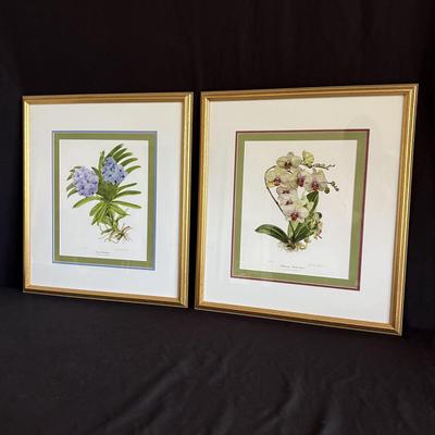 Linda Walsh Petchnik Framed Orchid Watercolor Prints (PB-HS)