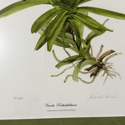 Linda Walsh Petchnik Framed Orchid Watercolor Prints (PB-HS)