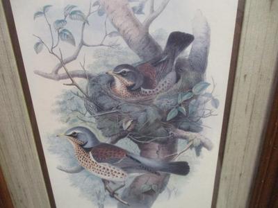 Pair Of Vintage F. Massa Artwork Print Cardinals Perched On Tree Approx 15" x 19 1/2"