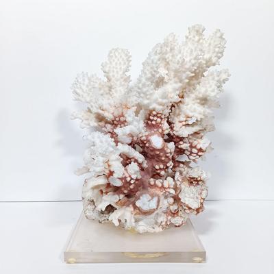 LOT 162: Pacific Creations Miniature Framed New Zealand Shells with Coral & Merman Ornament
