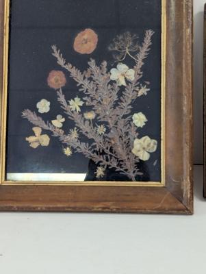 Framed Pressed Flower Art