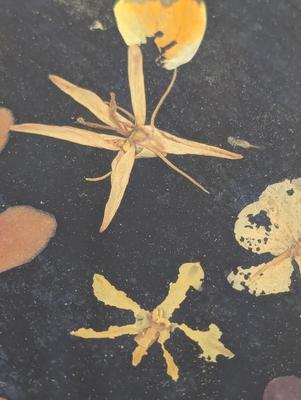 Framed Pressed Flower Art