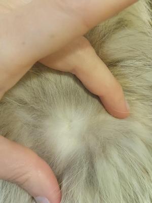 Coyote Fur Coat (PC-BBL)