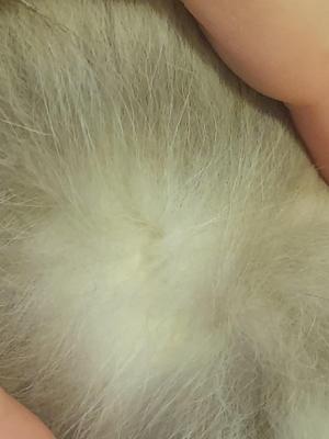 Coyote Fur Coat (PC-BBL)