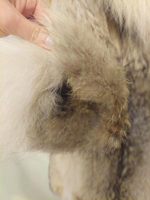 Coyote Fur Coat (PC-BBL)