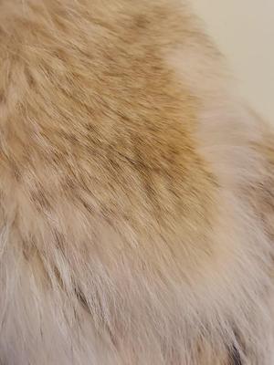 Coyote Fur Coat (PC-BBL)