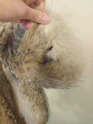 Coyote Fur Coat (PC-BBL)