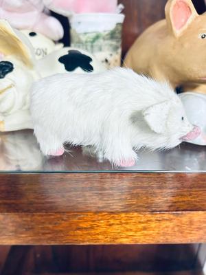 A WHOLE PENS WORTH OF PIGS