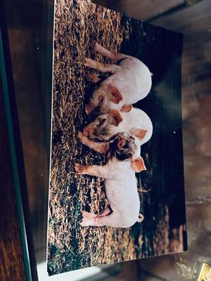 ONE MORE PEN OF PIGS! HOW COULD YOU HAVE TOO MANY LITTLE PIGGIES?