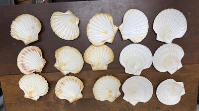 Sale Photo Thumbnail #416: All in good condition, each shell is approx. 5" across.