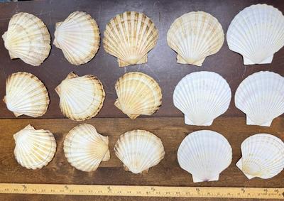 Sale Photo Thumbnail #415: All in good condition, each shell is approx. 5" across.