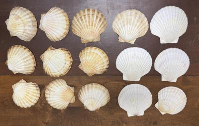 Sale Photo Thumbnail #414: All in good condition, each shell is approx. 5" across.