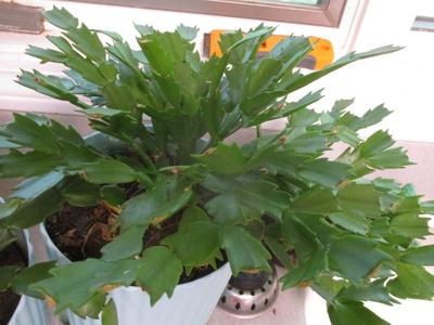 Pair Of Potted Plants (K)