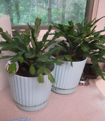 Pair Of Potted Plants (K)