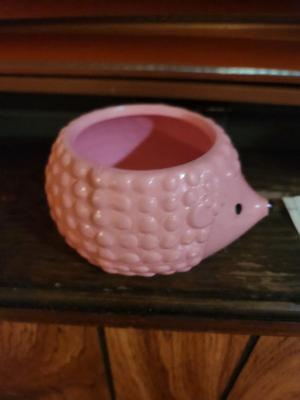 Pink Hedgehog