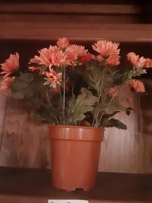 Orange Flowers in Pot