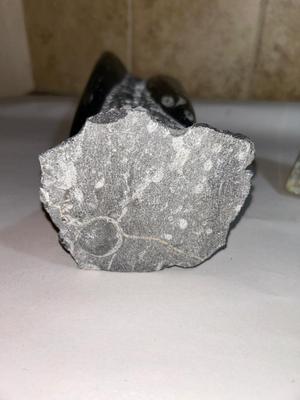 ORTHOCERAS FOSSIL AND FLUORITE CRYSTAL FROM CHINA