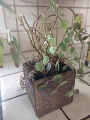 THREE LIVE PLANTED PLANTS