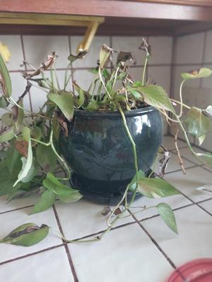 THREE LIVE PLANTED PLANTS