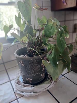 THREE LIVE PLANTED PLANTS