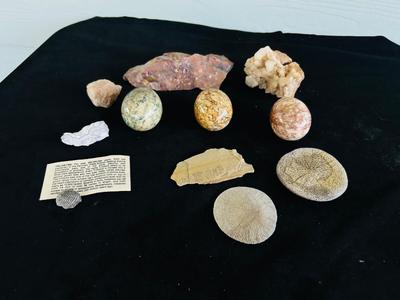 SAND DOLLARS, PETRIFIED WOOD, TRILOBITES AND MORE