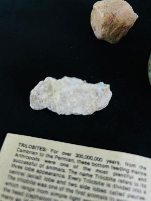 SAND DOLLARS, PETRIFIED WOOD, TRILOBITES AND MORE