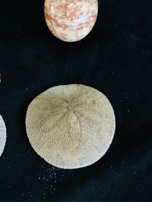 SAND DOLLARS, PETRIFIED WOOD, TRILOBITES AND MORE