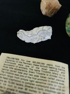 SAND DOLLARS, PETRIFIED WOOD, TRILOBITES AND MORE