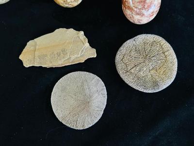 SAND DOLLARS, PETRIFIED WOOD, TRILOBITES AND MORE