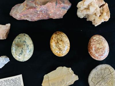 SAND DOLLARS, PETRIFIED WOOD, TRILOBITES AND MORE