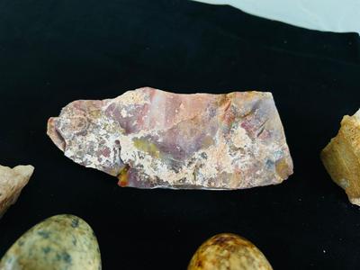 SAND DOLLARS, PETRIFIED WOOD, TRILOBITES AND MORE