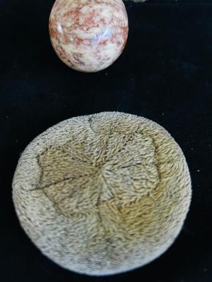 SAND DOLLARS, PETRIFIED WOOD, TRILOBITES AND MORE