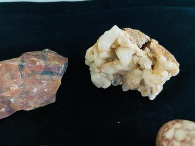 SAND DOLLARS, PETRIFIED WOOD, TRILOBITES AND MORE