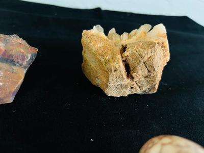 SAND DOLLARS, PETRIFIED WOOD, TRILOBITES AND MORE