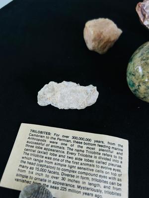 SAND DOLLARS, PETRIFIED WOOD, TRILOBITES AND MORE