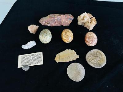 SAND DOLLARS, PETRIFIED WOOD, TRILOBITES AND MORE