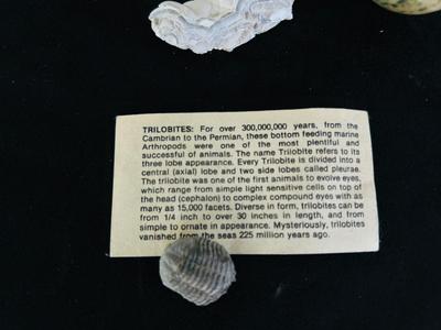 SAND DOLLARS, PETRIFIED WOOD, TRILOBITES AND MORE