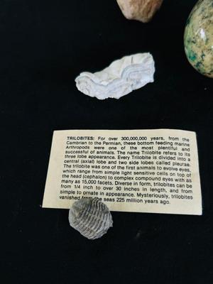SAND DOLLARS, PETRIFIED WOOD, TRILOBITES AND MORE