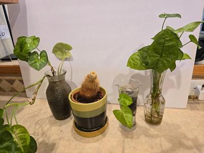 Live Plant Lot – Assorted Houseplant rooting's & Cactus in Decorative Vases