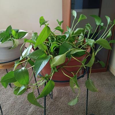LOT 27L: Pair of Pothos Plants with Metal Stands