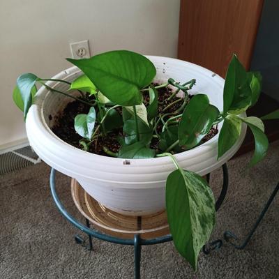 LOT 27L: Pair of Pothos Plants with Metal Stands