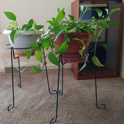 LOT 27L: Pair of Pothos Plants with Metal Stands