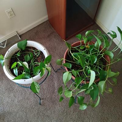 LOT 27L: Pair of Pothos Plants with Metal Stands