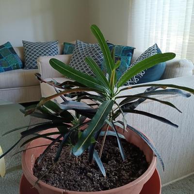 LOT 30L: Pair of House Plants with Wood Stands